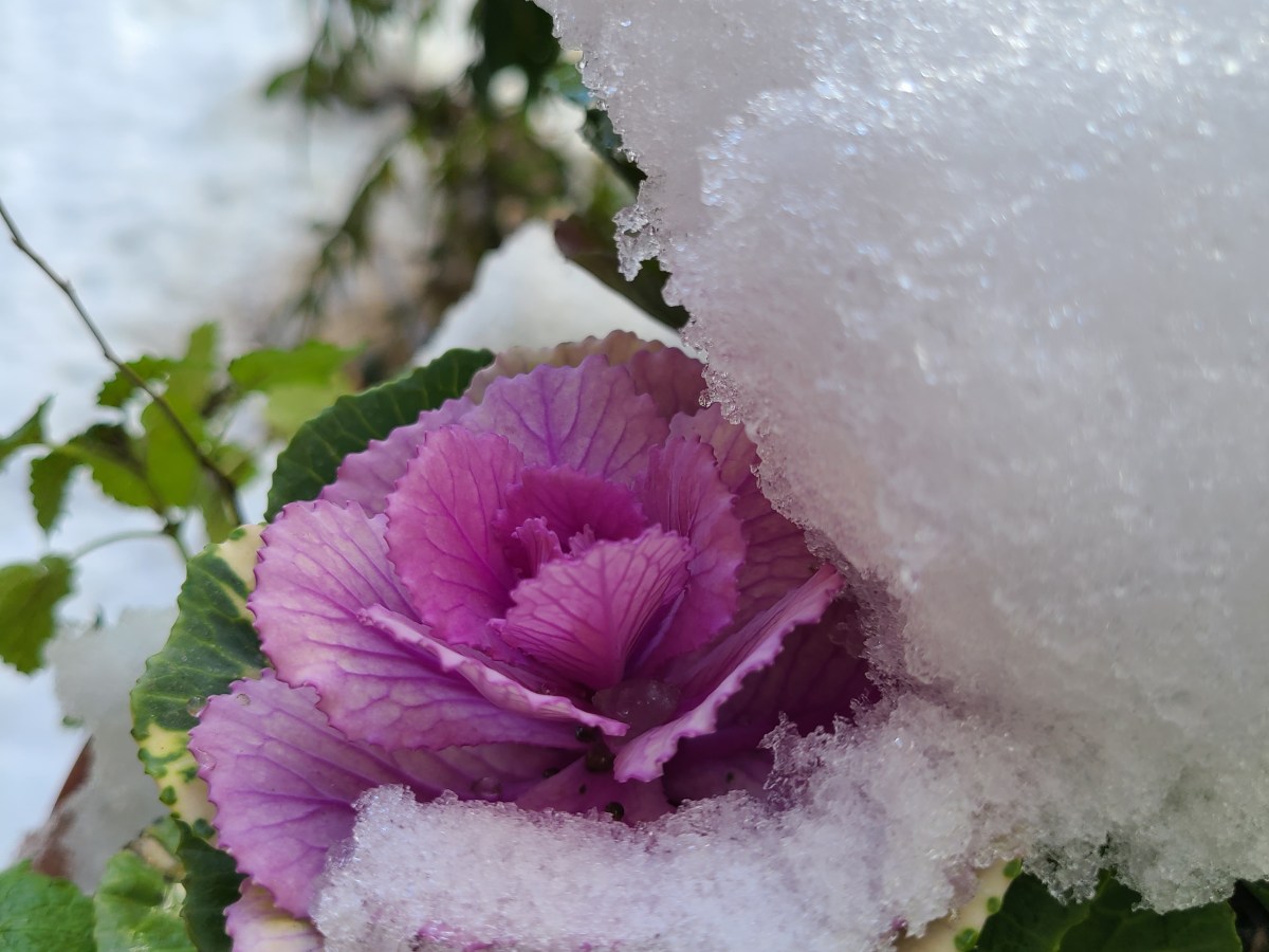 Снег идёт. 雪が降っています